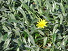 DaveLA > Huntington Gardens >  IMG_1720