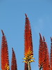 DaveLA > Huntington Gardens >  IMG_1744