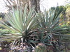 DaveLA > Huntington Gardens >  IMG_1764