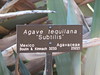 DaveLA > Huntington Gardens >  IMG_1765
