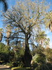 DaveLA > Huntington Gardens >  IMG_1780