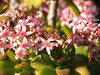 DaveLA > Huntington Gardens >  IMG_1806