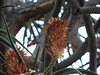 DaveLA > Huntington Gardens >  IMG_1876