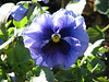 DaveLA > Huntington Gardens >  IMG_1507