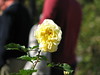 DaveLA > Huntington Gardens >  IMG_1517
